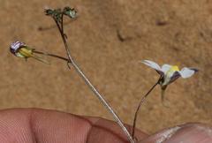 Nemesia bicornis