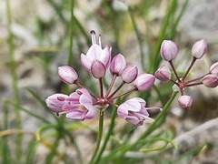 Allium daghestanicum