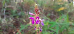 Desmodium cordistipulum