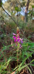 Desmodium cordistipulum