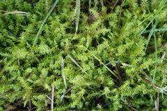 Rhytidiadelphus squarrosus