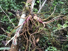 Tillandsia pseudobaileyi