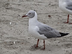 Chroicocephalus cirrocephalus