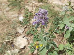 Nepeta cyanea