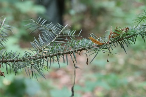 Needle fir (Abies holophylla)