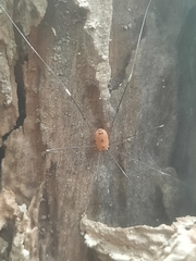 Pseudogagrella splendens