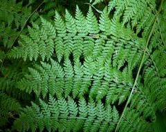 Hypolepis sparsisora