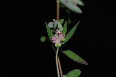 Euphorbia notoptera