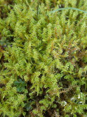 Rhytidiadelphus squarrosus