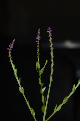 Image of Salomonia ciliata by no rights reserved
