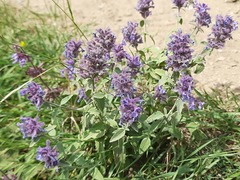 Nepeta cyanea