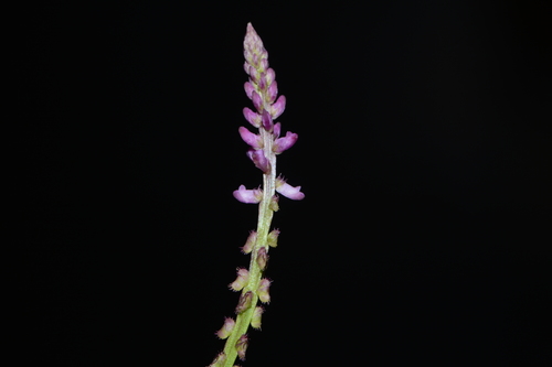 Image of Salomonia ciliata by no rights reserved