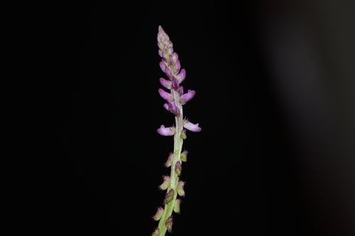 Image of Salomonia ciliata by no rights reserved