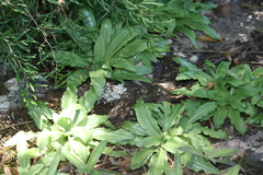 Stenoglottis zambesiaca
