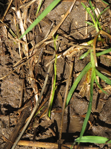 Image of Psoralea fascicularis by (c) Jeremy Gilmore, some rights reserved (CC BY)