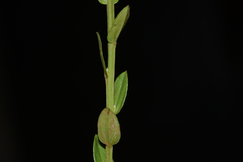 Image of Salomonia ciliata by no rights reserved