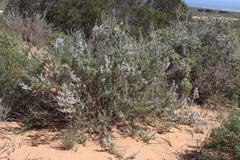 Eriocephalus racemosus racemosus