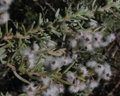 Eriocephalus racemosus racemosus