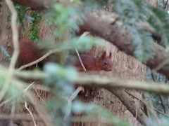 Sciurus vulgaris