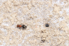 Ronisia brutia