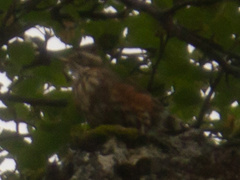 Turdus iliacus coburni
