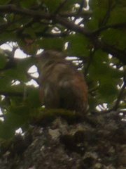 Turdus iliacus coburni