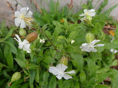 Silene latifolia