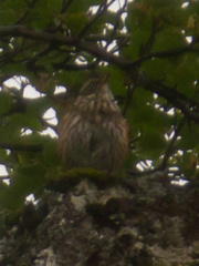 Turdus iliacus coburni