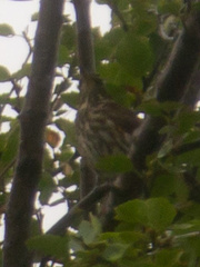 Turdus iliacus coburni