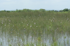 Cleome angulata