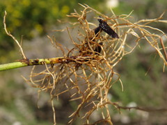 Rhizobiaceae