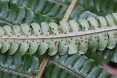 Dryopteris crassirhizoma