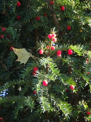 Taxus baccata