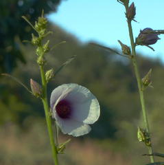 Hibiscus cannabinus