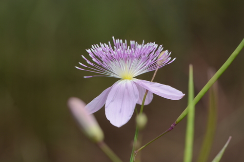 Cleome angulata (Cleome angulata)