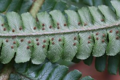 Dryopteris crassirhizoma