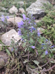 Dracocephalum olchonense