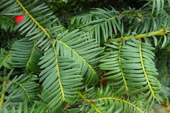 Taxus baccata