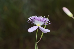 Cleome angulata
