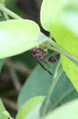 Ropalidia hongkongensis