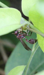 Ropalidia hongkongensis