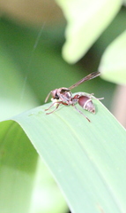 Ropalidia hongkongensis