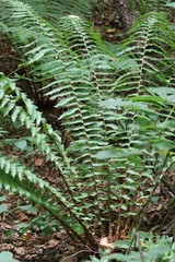 Dryopteris crassirhizoma
