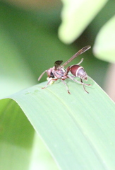 Ropalidia hongkongensis