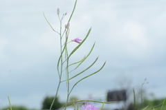 Cleome angulata