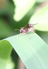 Ropalidia hongkongensis