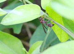 Ropalidia hongkongensis