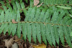 Dryopteris crassirhizoma