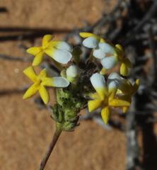 Manulea altissima glabricaulis