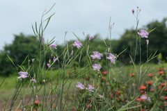 Cleome angulata